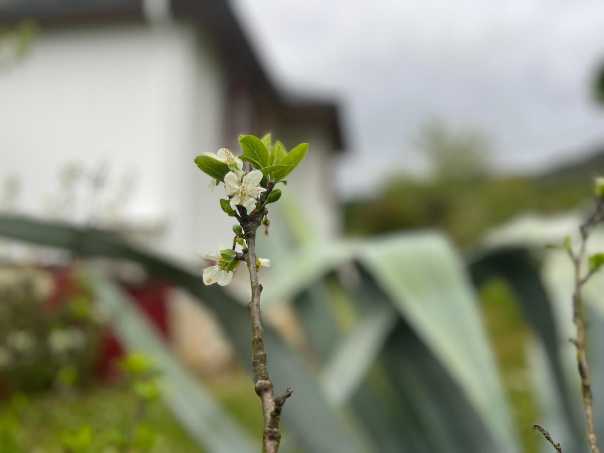 A Casina Casa Rural En Galicia Ourense Eksteriør billede
